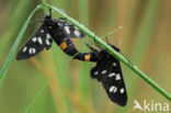 Phegeavlinder (Amata phegea)