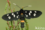 Phegeavlinder (Amata phegea)