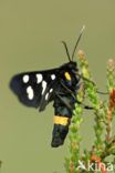 Phegeavlinder (Amata phegea)