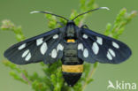 Phegeavlinder (Amata phegea)