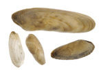 Common Piddock (Pholas dactylus)