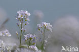 Pinksterbloem (Cardamine pratensis)