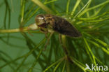 Waterbug (Ilyocoris cimicoides)