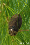 Waterbug (Ilyocoris cimicoides)