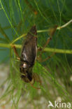 Waterbug (Ilyocoris cimicoides)