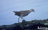 Spotted Crake (Porzana porzana)