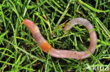 Earthworm (Lumbricus terrestris)