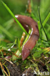 Earthworm (Lumbricus terrestris)