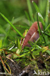 Earthworm (Lumbricus terrestris)