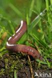 Earthworm (Lumbricus terrestris)