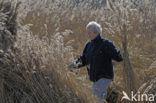 Riet (Phragmites australis)