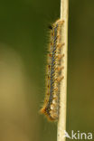 The Drinker (Euthrix potatoria)