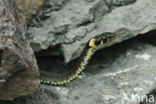 Grass Snake (Natrix natrix)