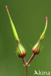 Robertskruid (Geranium robertianum)