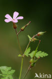 Robertskruid (Geranium robertianum)