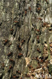 Rode bosmier (Formica sp.)