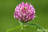 Rode klaver (Trifolium pratense)