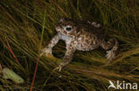 Rugstreeppad (Bufo calamita) 