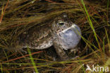 Rugstreeppad (Bufo calamita) 