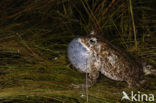 Rugstreeppad (Bufo calamita) 