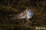 Natterjack (Bufo calamita)