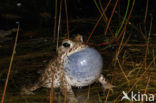 Rugstreeppad (Bufo calamita) 