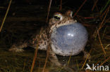 Rugstreeppad (Bufo calamita) 