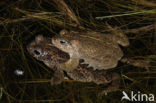 Rugstreeppad (Bufo calamita) 