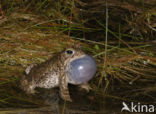 Rugstreeppad (Bufo calamita) 