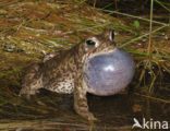 Rugstreeppad (Bufo calamita) 