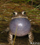 Rugstreeppad (Bufo calamita) 