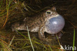 Rugstreeppad (Bufo calamita) 