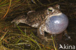 Natterjack (Bufo calamita)