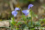 Ruig viooltje (Viola hirta)