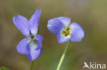 Ruig viooltje (Viola hirta)