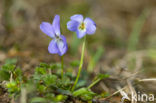 Hairy Violet (Viola hirta)