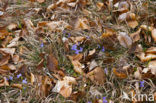 Hairy Violet (Viola hirta)