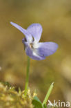 Hairy Violet (Viola hirta)