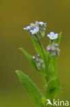 Ruw vergeet-mij-nietje (Myosotis ramosissima)