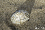 Limpet (Patella spec.)
