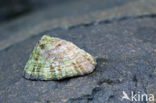 Limpet (Patella spec.)