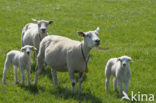 Schaap (Ovis domesticus)