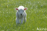 Schaap (Ovis domesticus)