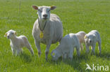 Schaap (Ovis domesticus)