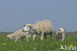 Schaap (Ovis domesticus)