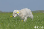 Schaap (Ovis domesticus)