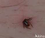 Tick (Ixodes ricinus)