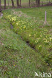 Slanke sleutelbloem (Primula elatior)