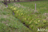 Slanke sleutelbloem (Primula elatior)