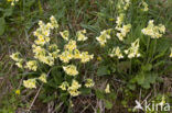 Slanke sleutelbloem (Primula elatior)